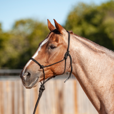 Halter W/8' Lead Black