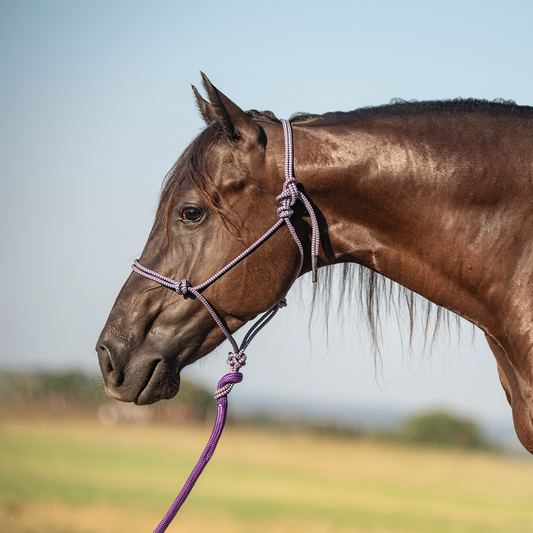 Rope Halter and 9-foot Leadrope