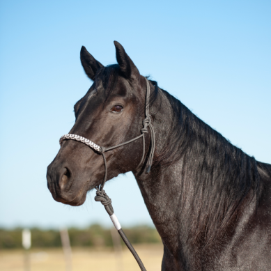 3-Tone Rope Halter and 8-foot Leadrope