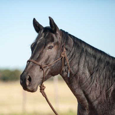 Halter W/8' Chocolate