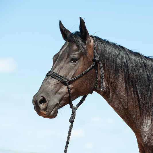 CASHEL FLAT BRAID HALTER