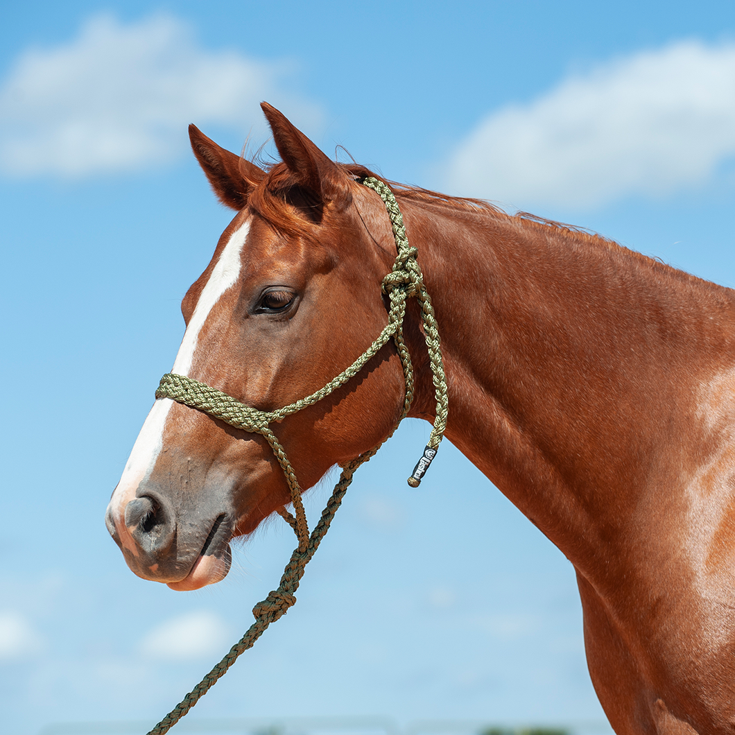 Cashel Flat Braid Bronc Halter